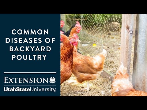 Video: Guide to Backyard Chicken Diseases