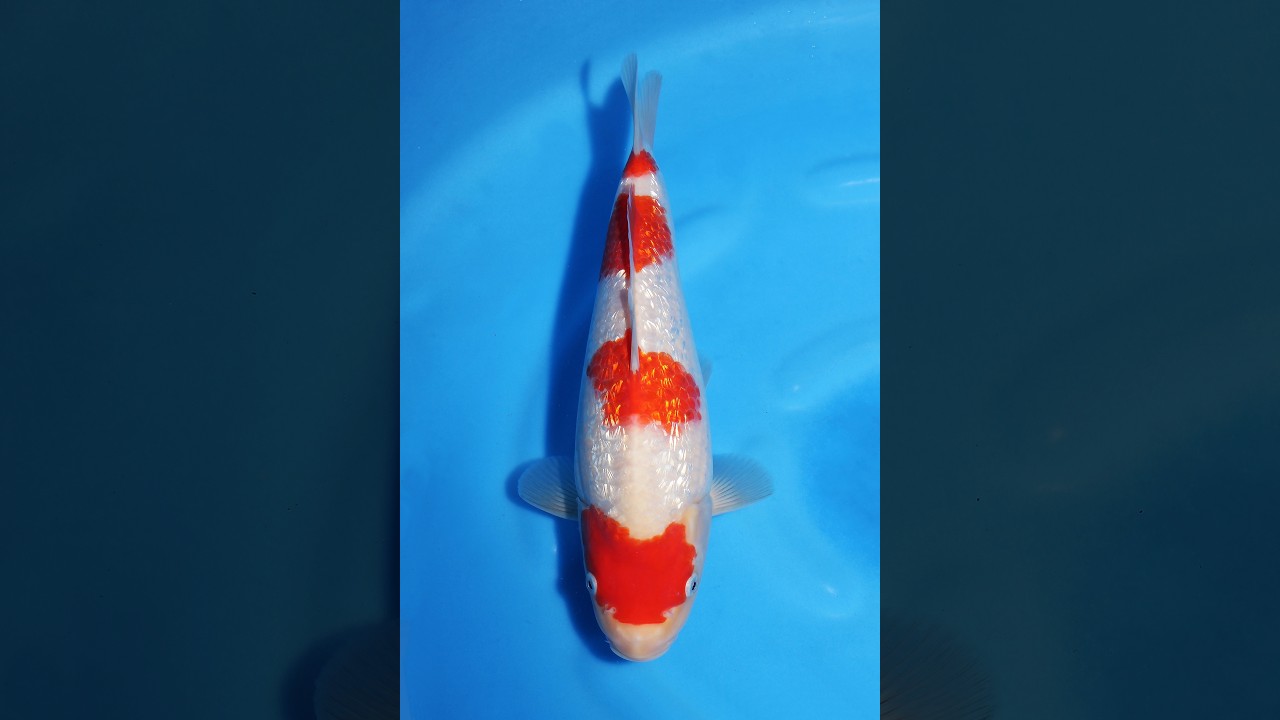 銀鱗紅白♀ 30㎝ / 錦鯉通販販売【仙助】