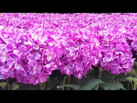 Video: Red Hydrangea (35 Mga Larawan): Isang Pangkalahatang Ideya Ng Mga Iba't-ibang 