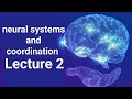 nervous system and coordination