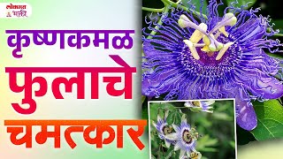 Krishna Kamal Fulache Chamatkar | कृष्णकमळ फुलाचे चमत्कार | SG3 | #krishnakamal