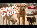 Explain my street Dogs life 🥺 #live #dog