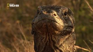 Download Lagu Documental: Las Islas Del Veneno (Castellano) MP3