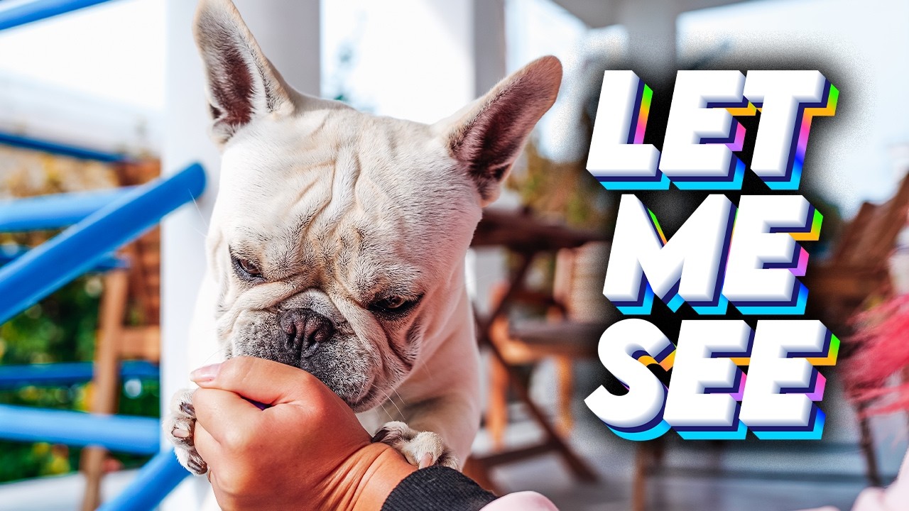 French Bulldog Tries To Catch Flying Food😂😂