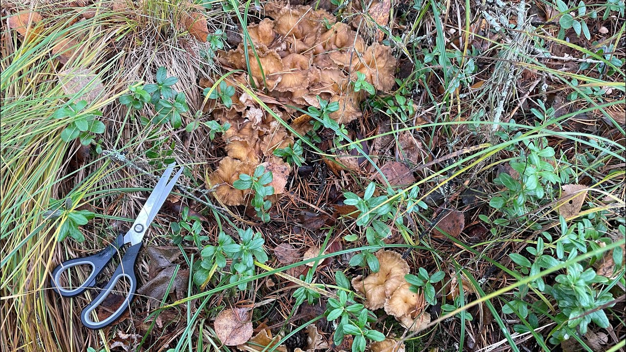 เห็ดเป็นน้ำแข็ง เห็ดแตรขาสีส้ม🇸🇪