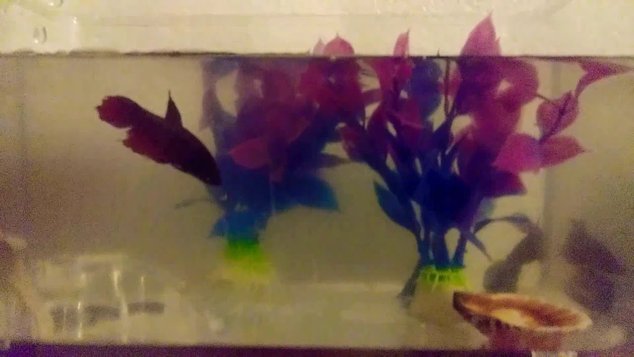 Male betta fish attack 