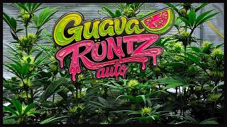Guava Runtz Auto | Days 1 - 44