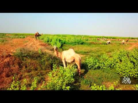 مزارع محافظة أحد المسارحة بجازان