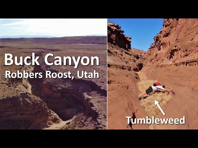 Buck Canyon, Robbers Roost, Utah class=