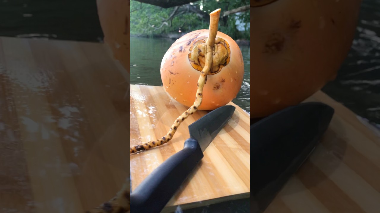 Let's cut a king coconut in a beautiful environment🌴🥥🔪😍| king coconut |coco cutting.