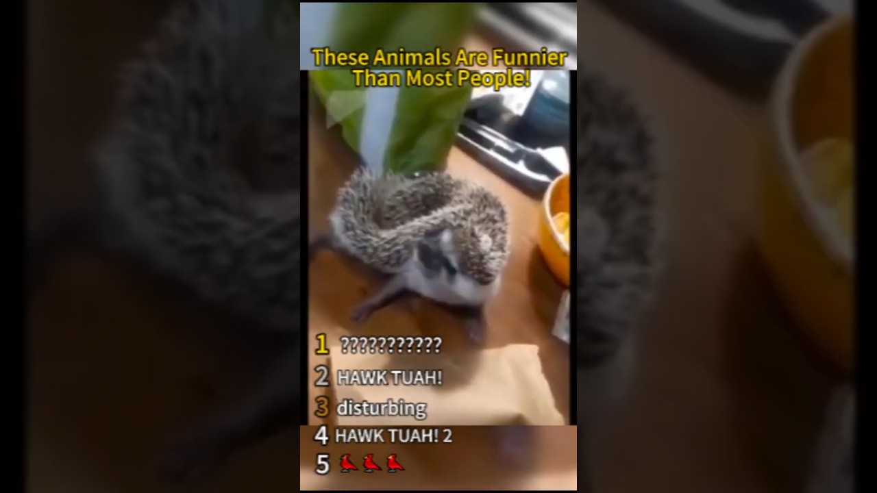 AMAZING animal clips you need to see!