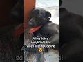 ##intelligent  Allina # dog lover # short ##love