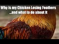 Why Are My Chickens Losing Feathers - And What Should I do?