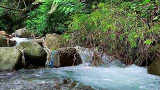 24/7 Peaceful River Flow | Crystal Water Sounds No Birds Relaxation