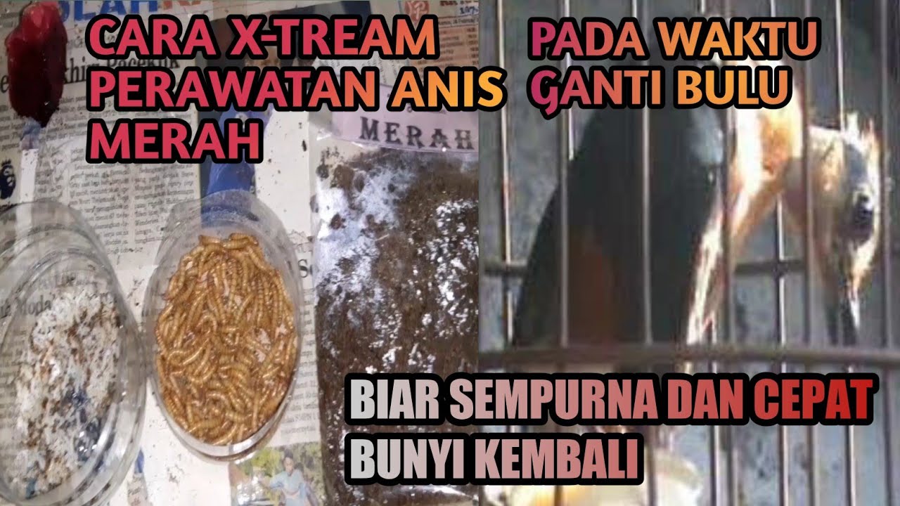 Perawatan xtream anis merah mabung/ganti bulu biar cepat selesai dan bunyi lagi