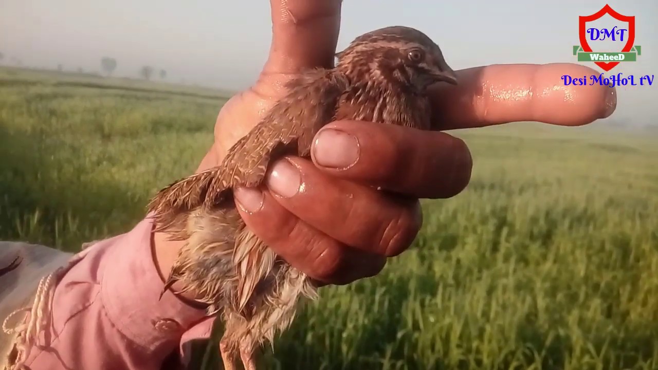 Batair Ki Awaz batair Hunting batair Ka Shikar batair Ka Shikar 