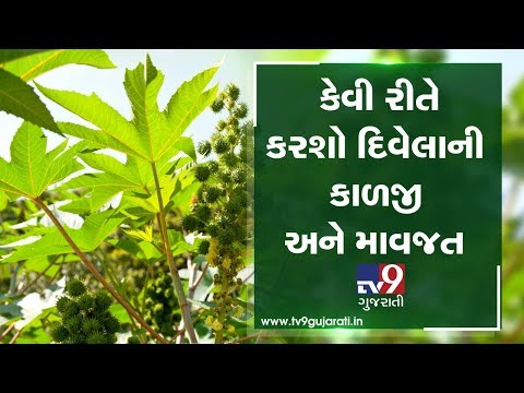 Does and Don'ts for Castor (Divela) seeds cultivation | Tv9Dhartiputra