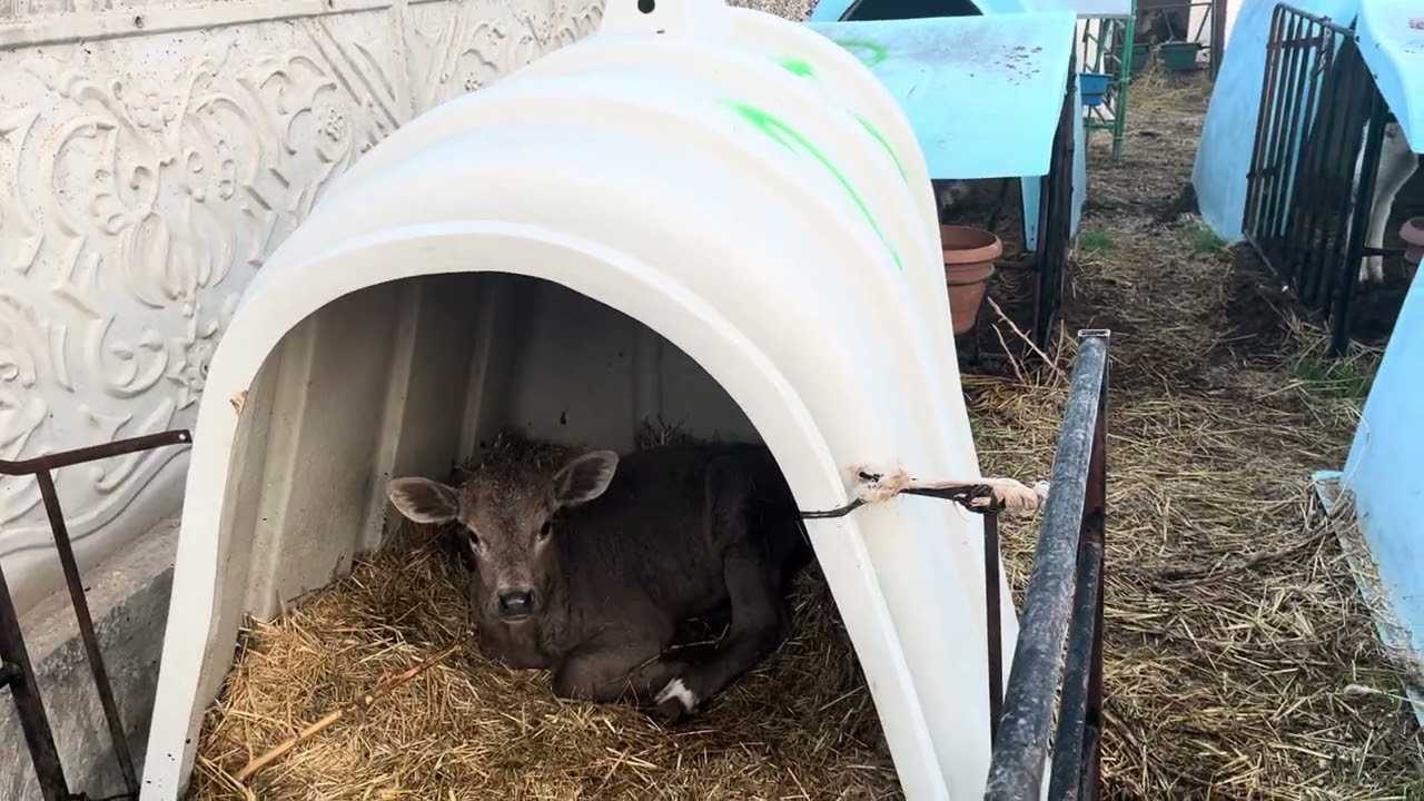 Ciflikte günlük işler