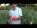 Tomates: De la huerta al tarro