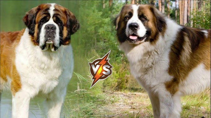 Moscow #Watchdog  Unique dog breeds, St bernard dogs, Rare dog breeds