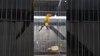 #mga proven pair na sun conure at green cheek conure ni boss ivan#30 na opaline dilute😱🤩👍 by jake ajusi 394 views 1 month ago 1 minute, 2 seconds