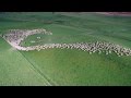 Mesmerising mass sheep herding