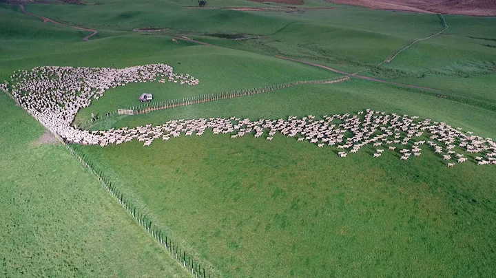 Mesmerising Mass Sheep Herding - DayDayNews