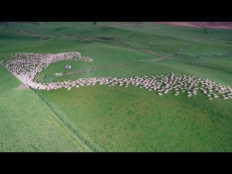 Affascinante allevamento di pecore di massa