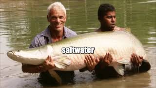 Top 5 Biggest Fish Ever Caught