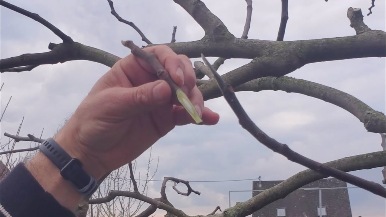 Feigenbaum veredeln / Korpulation / İncir ağacı aşısı | Faruk Kanoglu