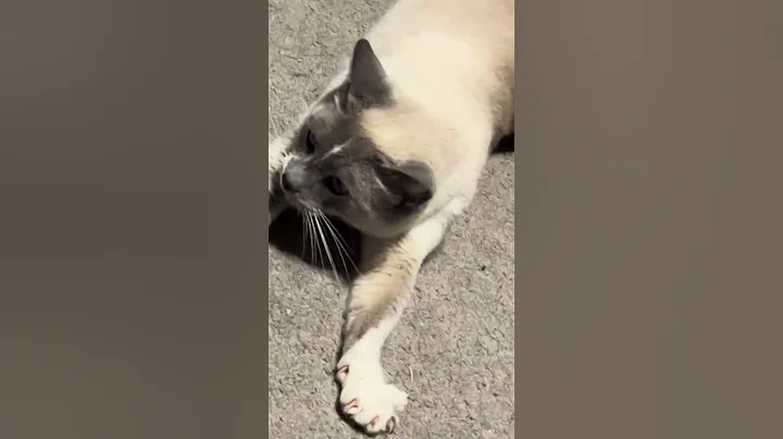 Watch the video about #siamese #purr #kitty #shorts #pets #catsofyoutube #prettykitty #meow #pets #catvideos #catlover