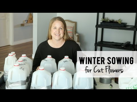 Wideo: Siew nasion kwiatów zimą: Dowiedz się więcej o kwiatach do siewu zimowego