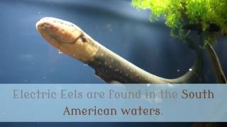 12 Interesting Facts You Should Know About Electric Eel