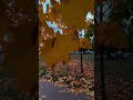 So Autumnal  Tiom Aŭtuna #autumn #fall