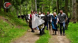 La transhumance, une tradition familiale alsacienne