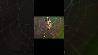 Hermosos Colores 🕸️🕷️  #foto #fotografia #macrofotografia #macro #macrofoto #arañas