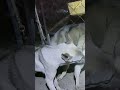 Dog Ability Training@ 31