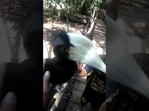 Burung Enggang Satwa Khas Kalimantan Utara Youtube