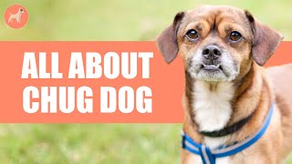 Chug (Campuran Pug & Chihuahua): Semua Tentang Ras Anjing Hibrida Ini