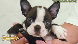 ☆ボストンテリア☆子犬☆ーブサカワ専門犬舎ーBULLDON'S - YouTube