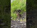 Ambient Scottish Wildlife #ducklings #wildlife #nature #scotland #CelticCove #ambient #celticmusic