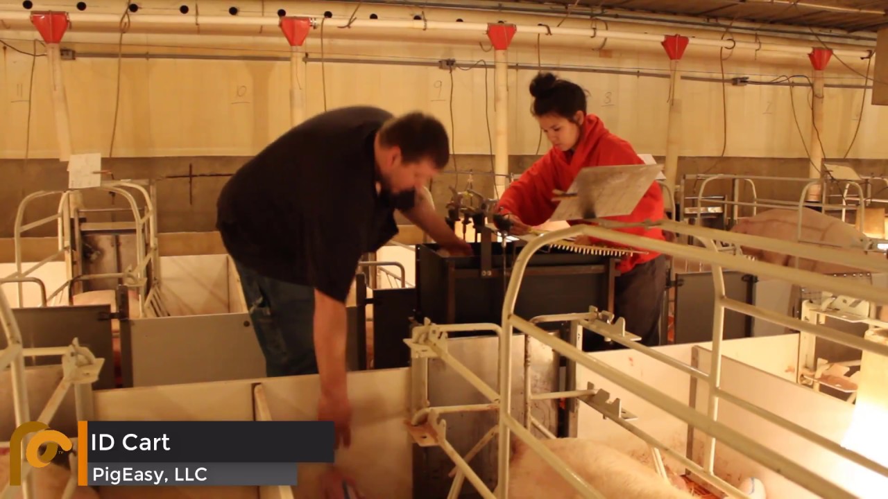Pig Ear Tagging - PigEasy ID Cart