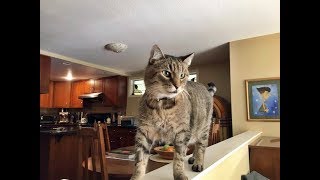 A New Foster Home For George The Cat