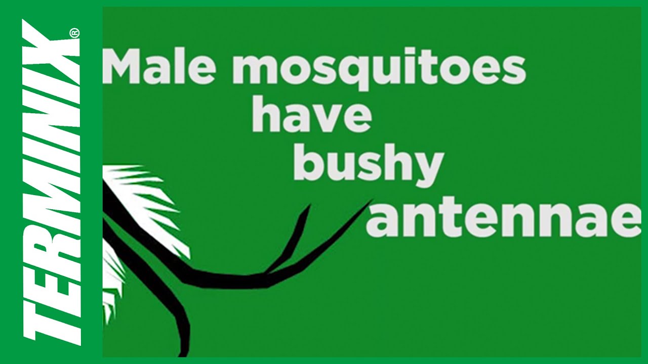 Thumbnail image for How to Identify Male vs. Female Mosquitoes 