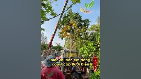 Cây Bưởi Diễn trái vàng sai trĩu khoe sắc dưới nắng Xuân | 096 234 7777