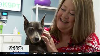 Dog Physical Therapy & Rehabilitation Clinic in Chicago Helping Improve Quality of Life for Canines
