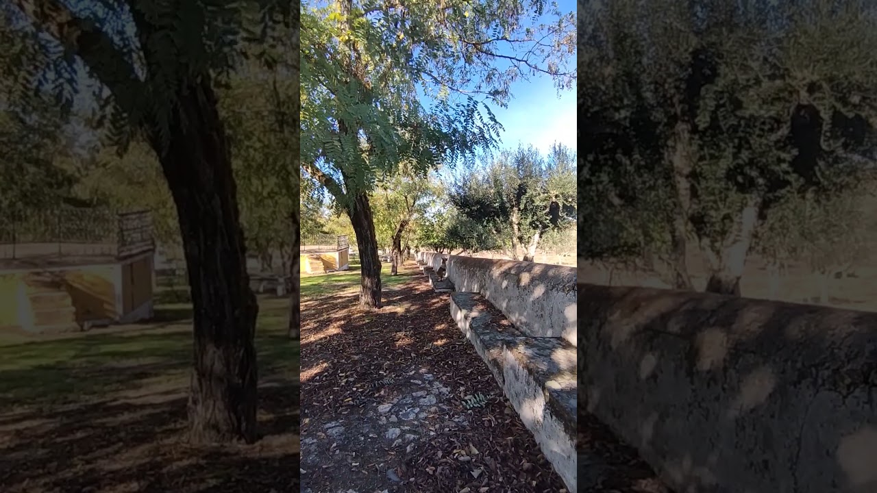 Duque, Podengo en Iglesia de Nisa, Portalegre #portugal #follow #shorts #new #subscribe