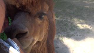 Bella Alpaca Farm - Male Alpacas