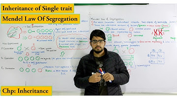 Law of segregation / Monohybrid cross detailed explanation | Chapter Genetics / Inheritance
