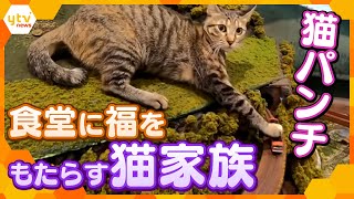 食堂に福をもたらす猫家族　鉄道模型に猫パンチ